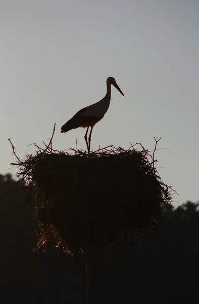 Silhuetten av en vit stork — Stockfoto