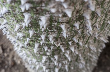 White Silk Floss tree trunk clipart