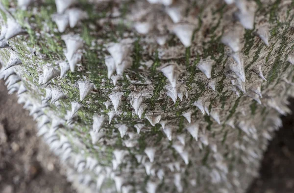 Tronc d'arbre en soie blanche — Photo