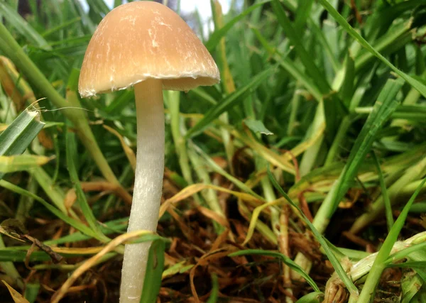 Blick auf Pilze zwischen Grashalmen — Stockfoto