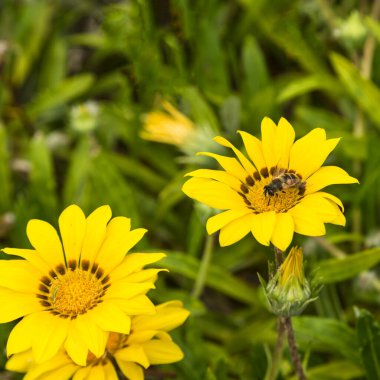 Arı nektarı sarı bir çiçek üzerinde toplar.