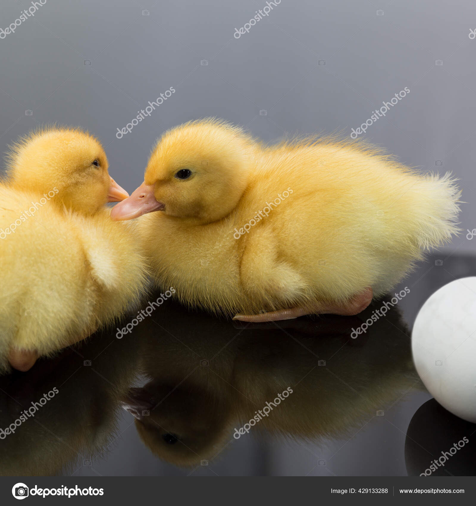 Ducklings　Photo　429133288　Two　Hatched　Egg　Yellow　Fluffy　©-Taurus-　Stock　by