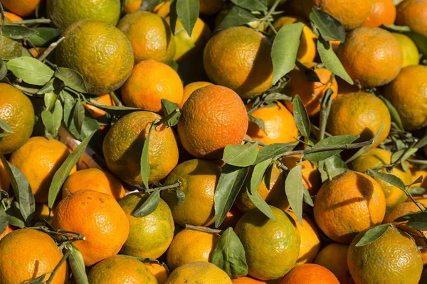 成熟多汁的橘子 绿枝绿叶 — 图库照片