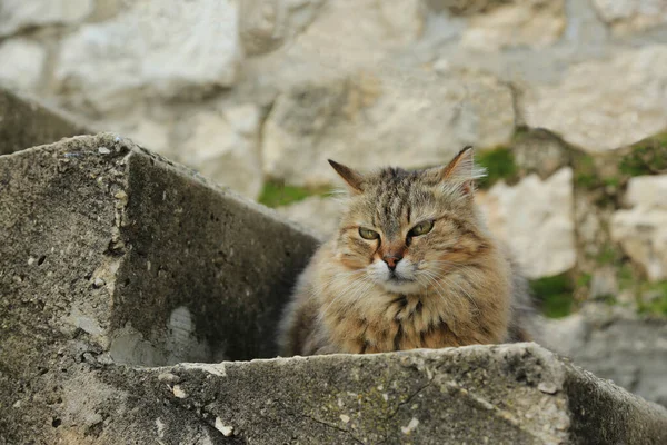 毛绒绒的猫躺在台阶上 — 图库照片