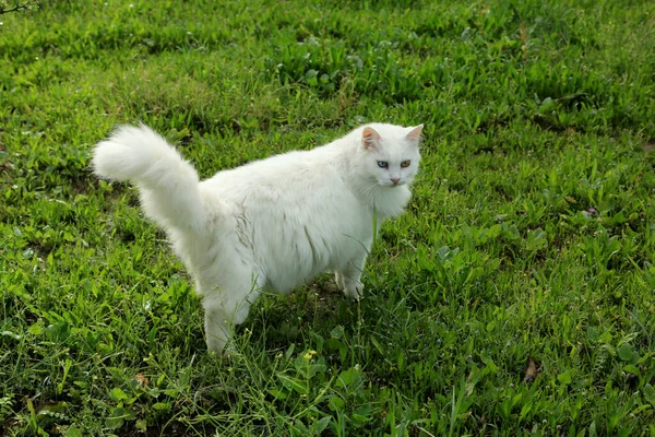 白毛猫走在绿草上 — 图库照片