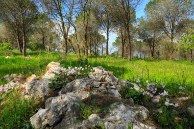 Yeşil çimenler ve ağaçlarla çevrili Açan siklamanlar