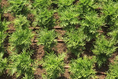 Damla sulama tüplü yeşil çiçek fideleri