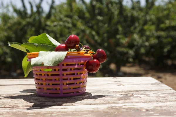 Kirschen Mit Blättern Stiel Einem Korb Auf Einem Holztisch — Stockfoto