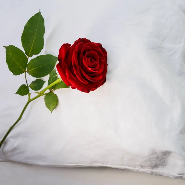 Κόκκινο Τριαντάφυλλο Λευκό Μαξιλάρι — Φωτογραφία Αρχείου