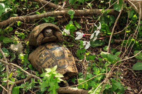 Pozemní Želvy Hustém Lese — Stock fotografie