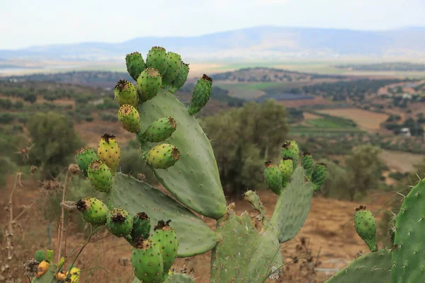 Frutos Cacto Maduros Fundo Paisagem — Fotografia de Stock