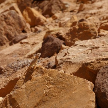 Küçük bir çöl kertenkelesi güneşin tadını çıkarıyor.