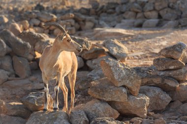 Sabah güneşiyle aydınlatılan dişi bir dağ keçisi.
