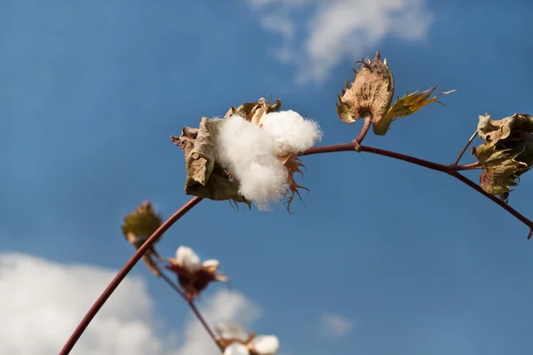 Nuovo raccolto di cotone — Foto Stock