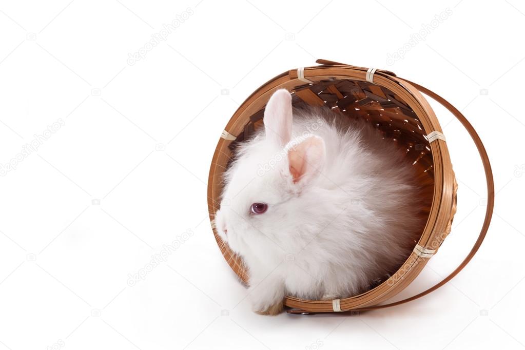 Fluffy white rabbit