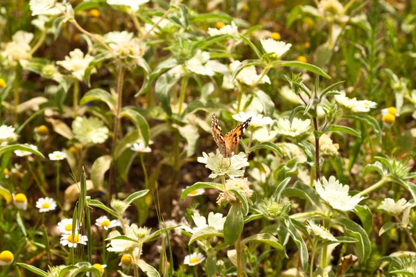 Butterfly on spring flowers — Stock Photo, Image