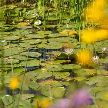A frog sits on the green leaves of a blooming water lily