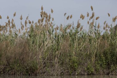 Sazlıklar ve diğer bitkiler bir su deposunun kıyısında yetişiyor.