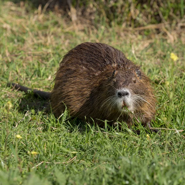 Büyük bir hindistan cevizi bir su kütlesinin yanında yeşil ot yer.