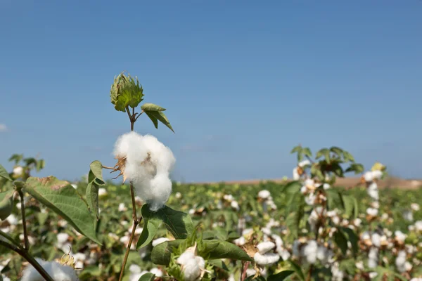 La rica cosecha de algodón —  Fotos de Stock