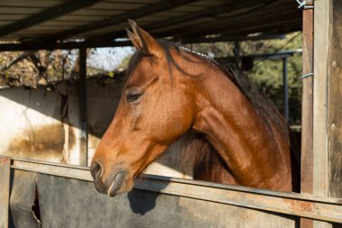 Açık kahverengi bir at, kırsal bir ahırda, bir tepe örtüsünün altında duruyor..