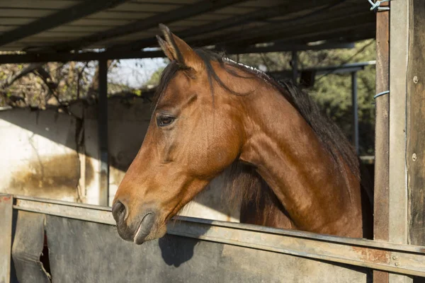 Açık kahverengi bir at, kırsal bir ahırda, bir tepe örtüsünün altında duruyor..