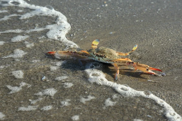 The crab crawls into the water — Stock Photo, Image