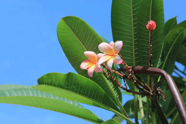 Flores frangipani árbol —  Fotos de Stock