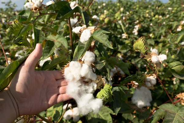 Zralé bavlny plodiny — Stock fotografie