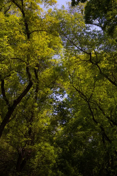 Chapultepec park ağaçlar df Meksika city — Stok fotoğraf