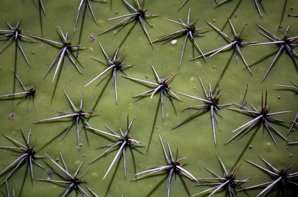 Cactus surface with spikes — Stock Photo, Image