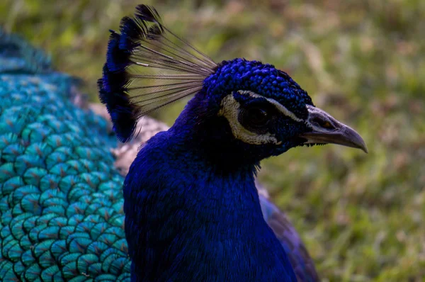 Museo dolores olmedo tavuskuşu baş df Meksika city