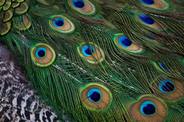 Museo Dolores Olmedo penas pavão DF Cidade do México — Fotografia de Stock