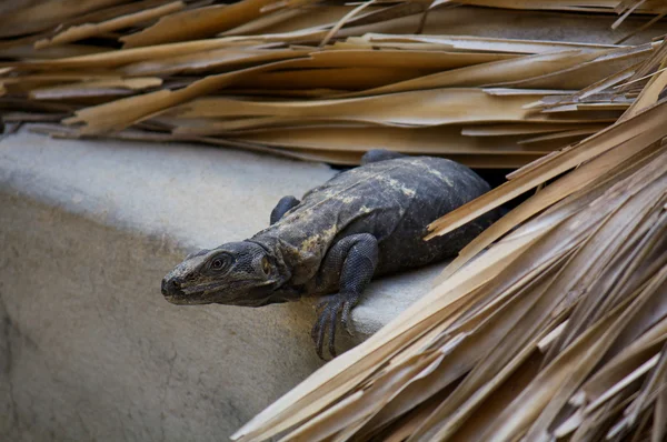 Leguan lebt auf dem Dach und bereitet sich auf den Sprung puerto escondido mex vor — Stockfoto