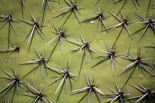 Cactus surface with spikes — Stock Photo, Image