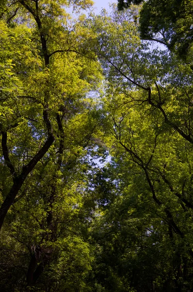 Chapultepec park ağaçlar df Meksika city