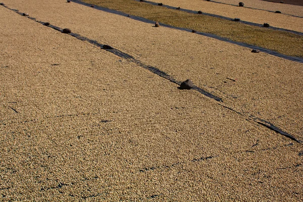 Kahve çekirdekleri lake Atitlan yakınındaki çiftliğinde kurutma