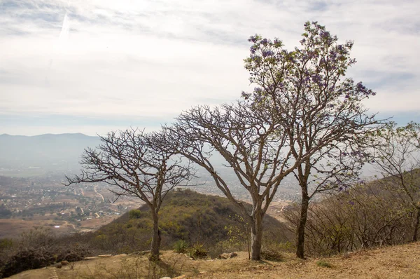 Monte Alban Oaxaca árboles pequeños sobre el valle de Oaxaca — Foto de Stock