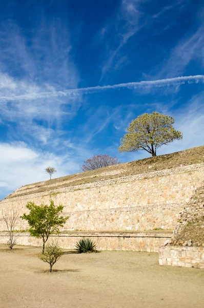 Monte Alban Oaxaca small tree and bushes on the slopes of ancient structure and sky — Stock Photo, Image