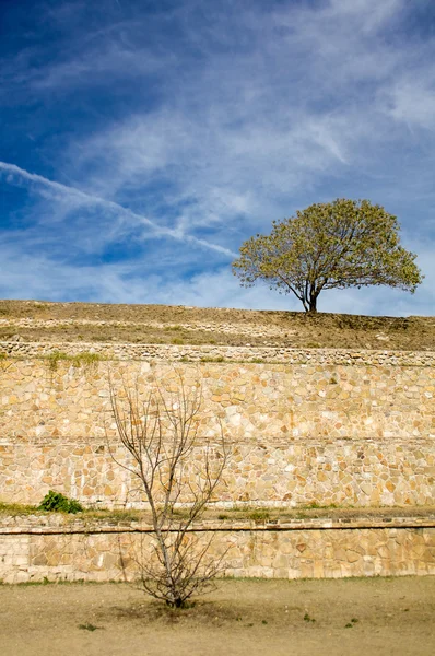 Monte Alban Oaxaca küçük ağaç ve çalı gökyüzü ile antik yapı eteklerinde