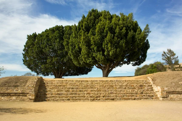 Monte Alban Oaxaca tree up the stairs — Stock Photo, Image