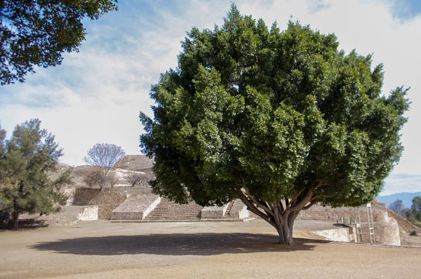 Monte Alban Oaxaca Mexico huge tree next to the pyramids — Stok fotoğraf