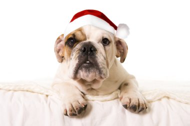 Noel Noel Baba şapkası ile evde yatakta yatarken genç küçük Fransız Bulldog yavru