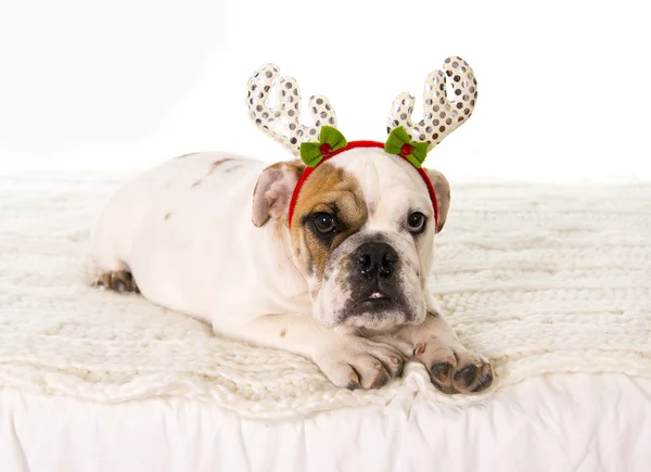 Young little French Bulldog cub lying on bed at home with Christmas reindeer horns hat — Stock Photo, Image
