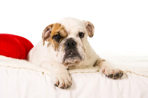 Young little French Bulldog cub lying on bed at home looking curious at the camera — Stock Photo, Image