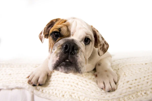 Young little French Bulldog cub lying on bed at home looking curious at the camera — Stock Photo, Image