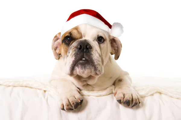 Ung liten Fransk Bulldog cub liggande på sängen hemma med Christmas Santa hat — Stockfoto