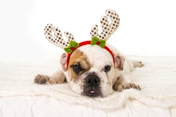 Young little French Bulldog cub lying on bed at home with Christmas reindeer horns hat — Stock Photo, Image