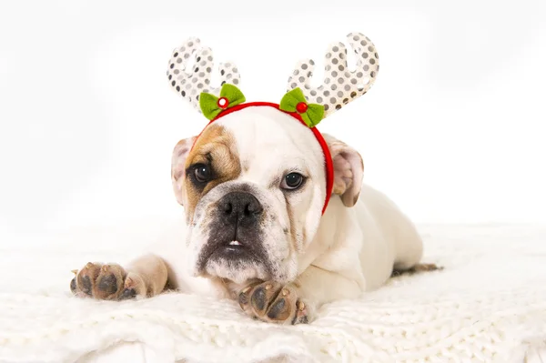 Young little French Bulldog cub lying on bed at home with Christmas reindeer horns hat — Stock Photo, Image
