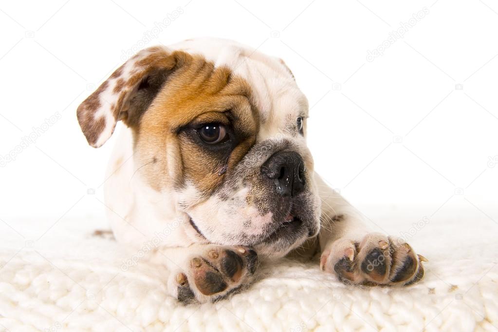 young little French Bulldog cub lying on bed at home looking curious at the camera